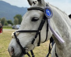 horse Berny (Connemara Pony, 2016)