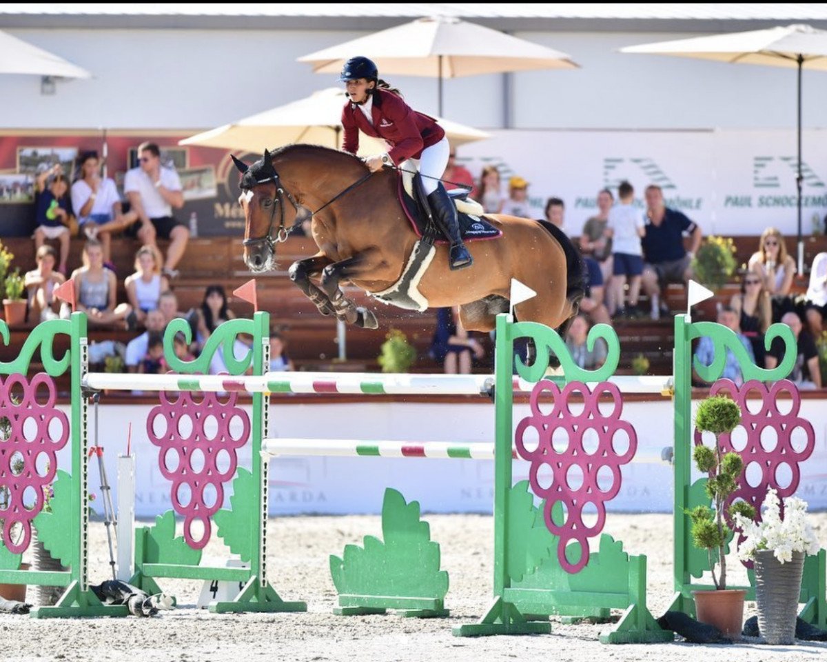 stallion CHAPPELOUP (Oldenburg show jumper, 2012, from Fergar Mail)