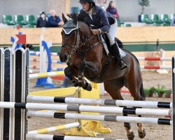 jumper J.J. Caval (Belgian Warmblood, 2002, from Leader M)