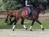 dressage horse First - Look (Hanoverian, 2016, from Fürsten-Look)