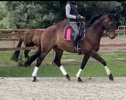 dressage horse First - Look (Hanoverian, 2016, from Fürsten-Look)