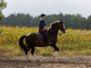 dressage horse Simsalabim (KWPN (Royal Dutch Sporthorse), 1999, from Droomwals)