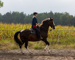 dressage horse Simsalabim (KWPN (Royal Dutch Sporthorse), 1999, from Droomwals)