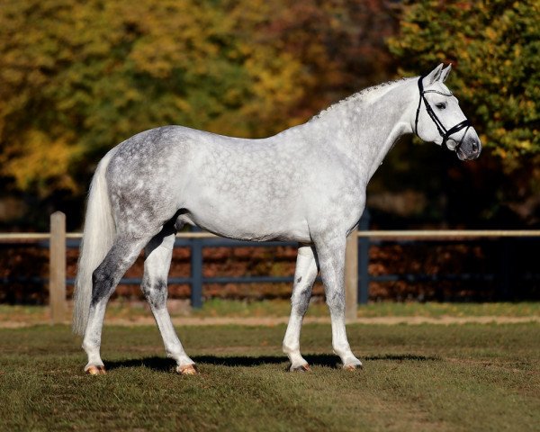 stallion Karat du Plessis (Swedish Warmblood, 2015, from Padock du Plessis)