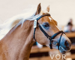 broodmare Novia (Haflinger, 2012, from Nikora)