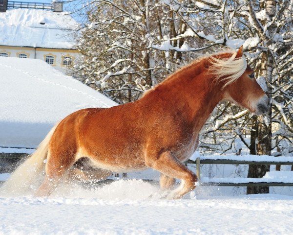 stallion Nikora (Haflinger, 2005, from Nordtirol)