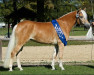 broodmare Nivona (Haflinger, 2008, from liz. 350/T Stainz)