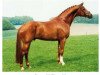 stallion Wolkentanz II (Hanoverian, 1995, from Weltmeyer)
