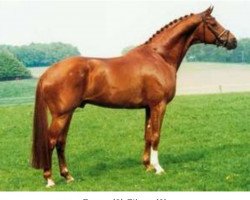 stallion Wolkentanz II (Hanoverian, 1995, from Weltmeyer)