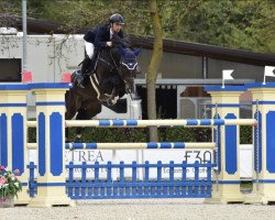 jumper Casagrino PS (Oldenburg show jumper, 2016, from L.b. Casanova)