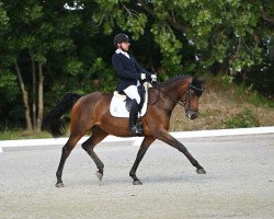 dressage horse Finesse L (German Sport Horse, 2016, from Fred Feuerstein)