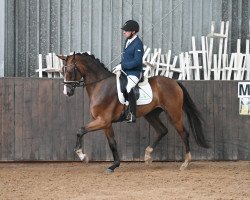 dressage horse Dancetto S (Oldenburg, 2020, from De Royal)