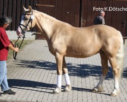 Zuchtstute Vittador Pandora (Welsh-Cob (Sek. D), 2010, von Nantymynydd Platinum Celt)