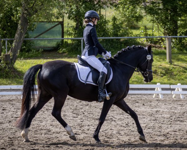 dressage horse Roxana 350 (German Riding Pony, 2011, from Wengelo's Nelson)