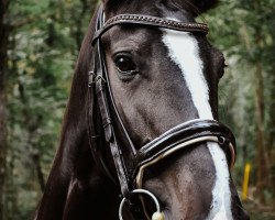 jumper Costa Quanta 7 (German Sport Horse, 2017, from Croesus)