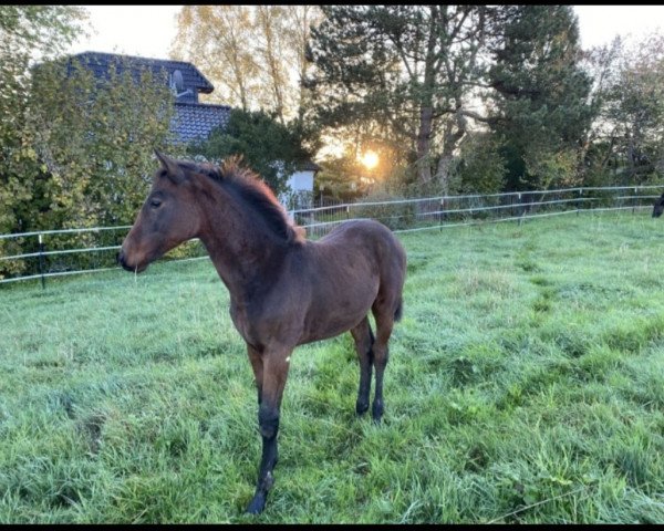 dressage horse Sesriem Sanary-sur-Mer (Westphalian, 2022, from Sir Escolar)