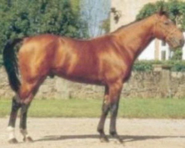 stallion Alme de la Haye (Selle Français, 1988, from Quat'Sous)