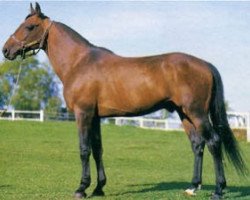 stallion Major de Brion (FR) (French Trotter, 1978, from Mitsouko (FR))