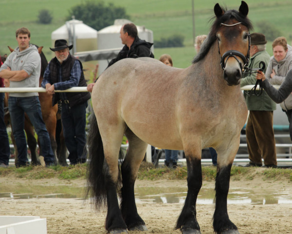 Pferd Mona (Rheinisch-Deutsches Kaltblut, 2018, von Markant)