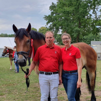 dressage horse Nordlicht (Rhenish-German Cold-Blood, 2018, from Newton)