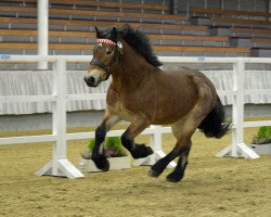 Dressurpferd Nestro (Rheinisch-Deutsches Kaltblut, 2015, von Newton)