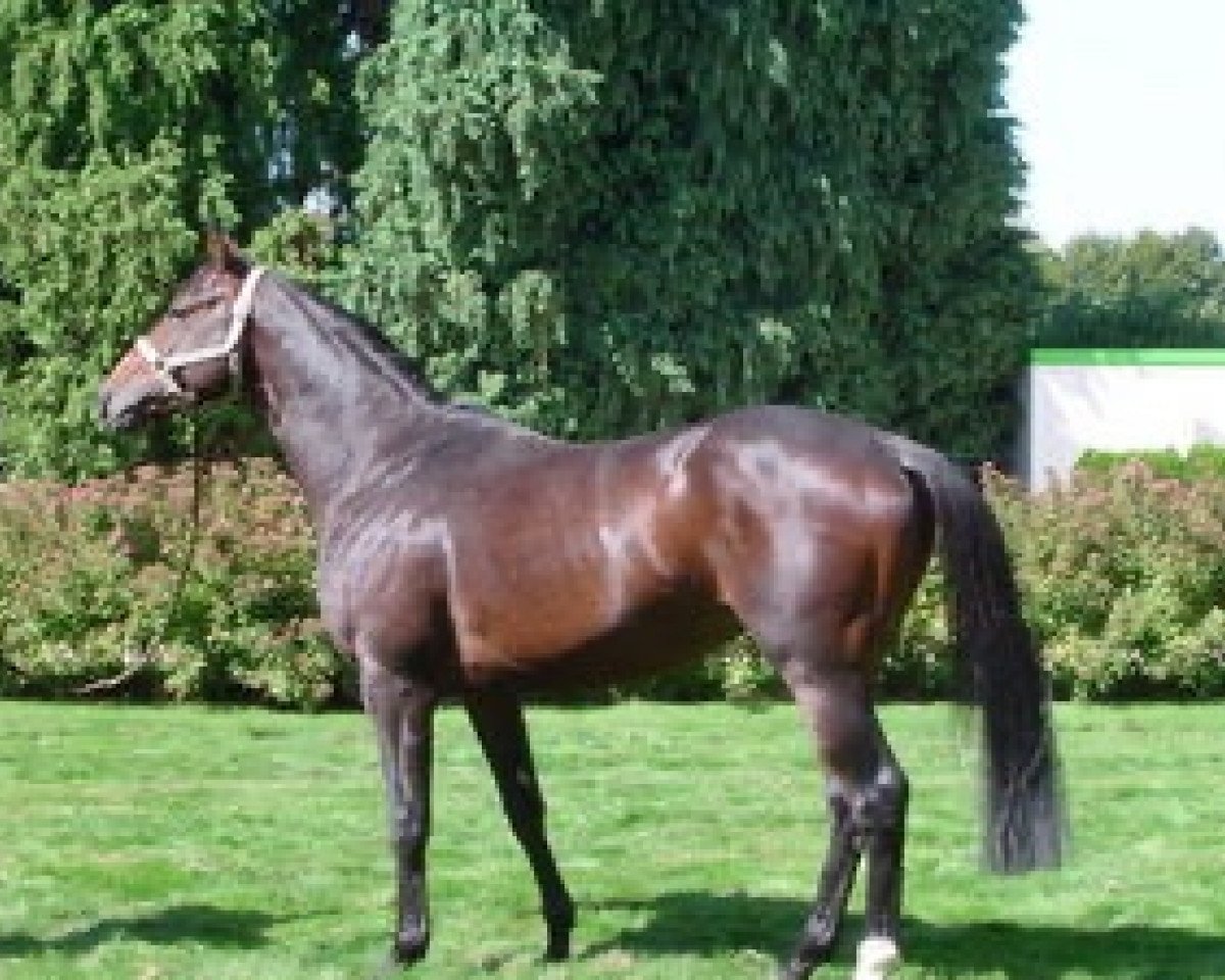 stallion O'Pif d'Ivraie AA (Anglo-Arabs, 2002, from Hermes d'Authieux AA)
