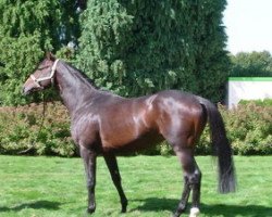 stallion O'Pif d'Ivraie AA (Anglo-Arabs, 2002, from Hermes d'Authieux AA)