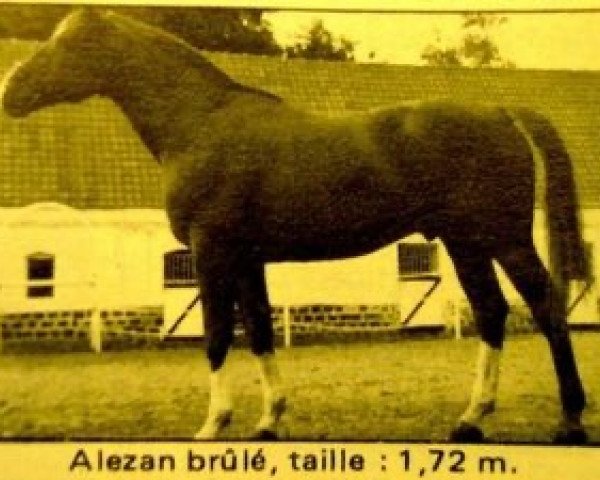 stallion Duc de la See (Selle Français, 1969, from Ibrahim)