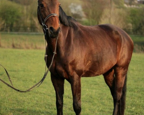 broodmare Caramia 36 (Oldenburg, 2008, from Contendro I)