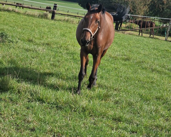 broodmare Lilo (German Warmblood, 2019, from Louis le Bon)