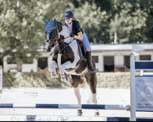 jumper Limited Edition 102 (German Warmblood, 2018, from Lucky Lion R)