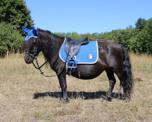 Zuchtstute Engel van Bunswaard (Shetland Pony, 2011, von Skerry van Geldersoord)