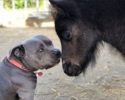 horse Karli von der Marien-Quelle (Shetland Pony, 2021, from Kapsones van Stal het Noordereind)