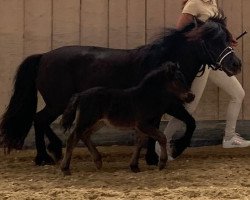 Pferd Elsa von der Marien-Quelle (Shetland Pony, 2022, von Kapsones van Stal het Noordereind)