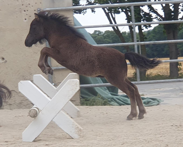 horse Elise von der Marien-Quelle (Shetland Pony, 2023, from Kapsones van Stal het Noordereind)