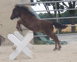 Pferd Elise von der Marien-Quelle (Shetland Pony, 2023, von Kapsones van Stal het Noordereind)