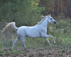 Zuchtstute Faridah (Araber, 2008, von Pamir ox)