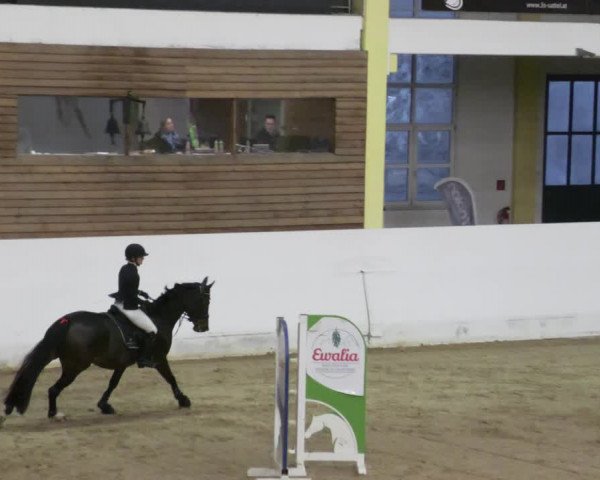 Reitturnier Stadl-Paura 2023