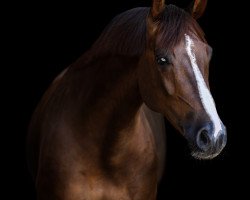 dressage horse Damon's Dan Farrington (Westphalian, 2016, from Damon Hill)