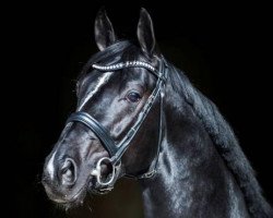 stallion DeLorean (Hanoverian, 2011, from Dancier)