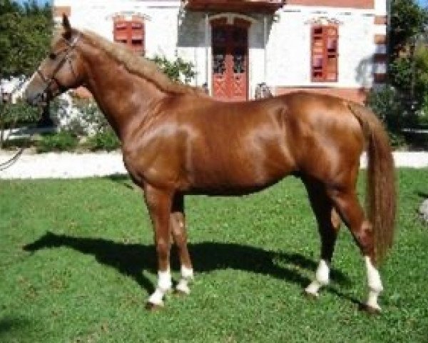 stallion No Comment Chayottes AA (Anglo-Arabs, 2001, from Gral des Vernieres AA)