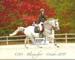 stallion Qlaloc Aubourgere (Selle Français, 2004, from Dollar de la Pierre)