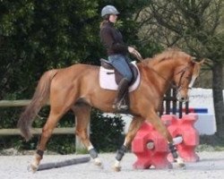 jumper Otop d'Une (Selle Français, 2002, from Quidam de Revel)