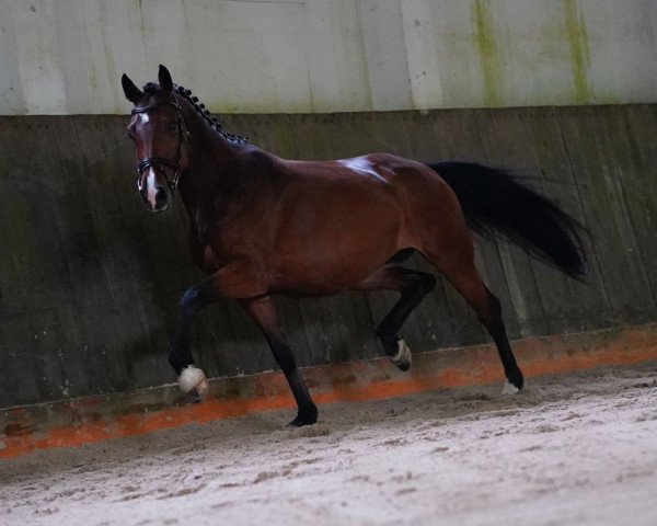 broodmare Otette (German Sport Horse, 2017, from Cassoulet)