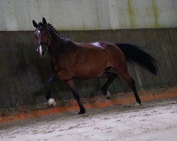 jumper Otette (Deutsches Sportpferd, 2017, from Cassoulet)