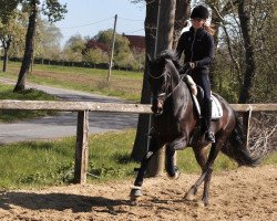 dressage horse Rayman H (Westphalian, 2013, from Rock Forever NRW)