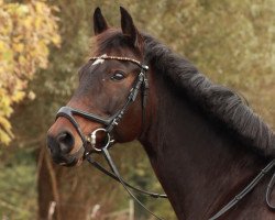 jumper Little Sunshine 21 (German Sport Horse, 2009, from Levisto's Big Boy)