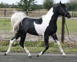 stallion SH Nite Splendor (Pintabian, 2006, from MD Alis Dandi)