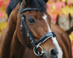 jumper Vicky van Elze (German Riding Pony, 2010, from Prince Charming 17)