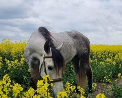 Pferd Alamo Jo (Pura Raza Espanola (PRE), 2019)